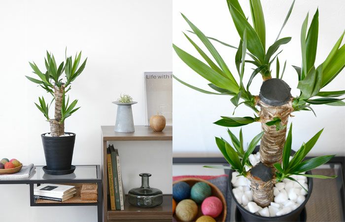 観葉植物 通販 ユッカ・エレファンティペス  6号 セラアート鉢 CR040008