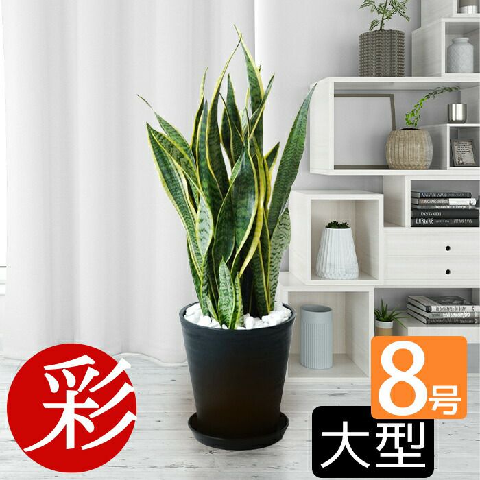 観葉植物 通販 サンセベリア・ローレンティー 8号 セラアート鉢 CR060002