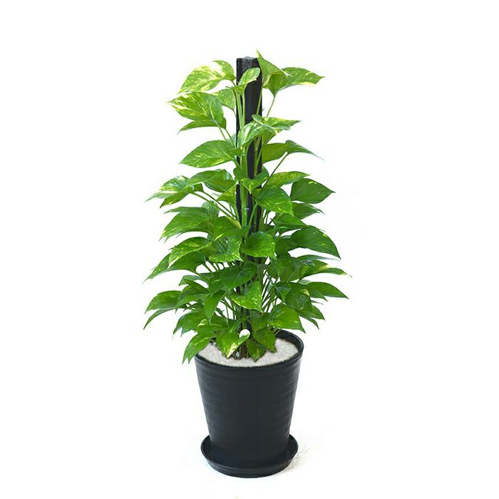 ハート形の葉の観葉植物を選ぶ