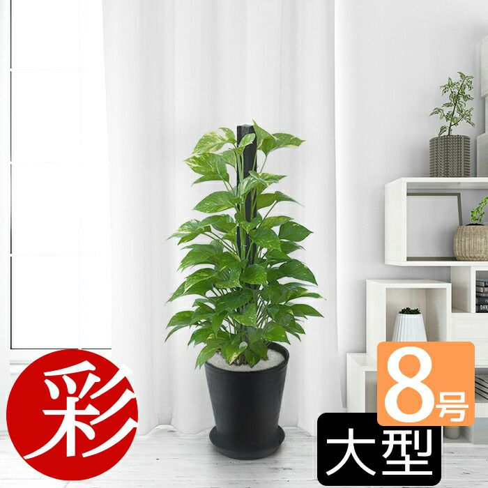観葉植物 通販 ポトス ヘゴ仕立て 8号 セラアート鉢 CR060003