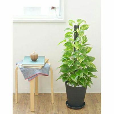 観葉植物 通販 ポトス ヘゴ仕立て 8号 セラアート鉢 CR060003
