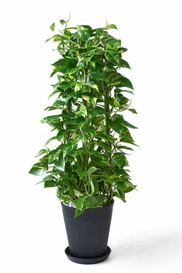 観葉植物 ポトス タワー仕立て 8号セラアート鉢cr