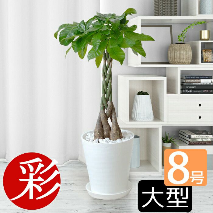 観葉植物 通販 ポトス タワー仕立て 8号 セラアート鉢 CR060004