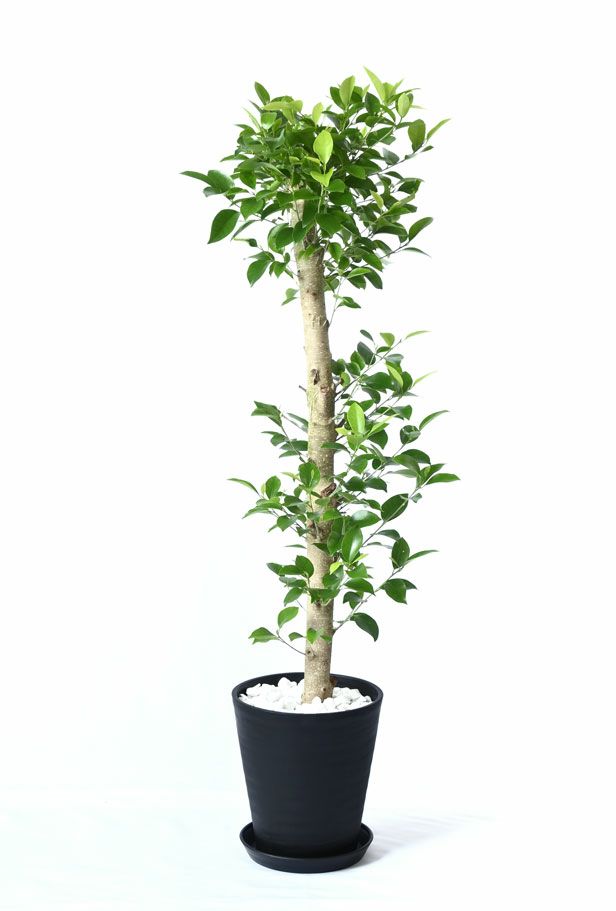丸い葉の観葉植物を選ぶ