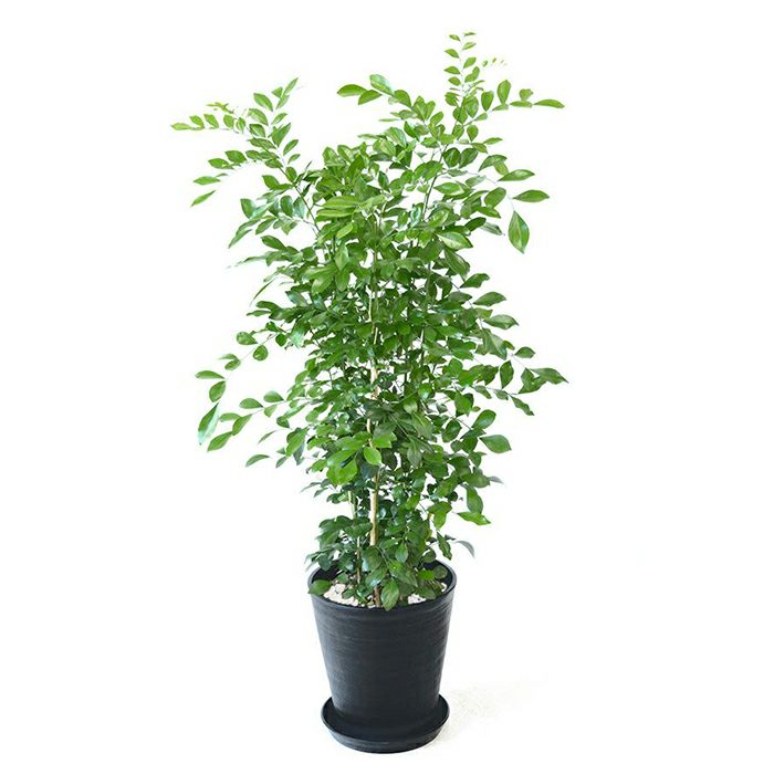 観葉植物 ゲッキツ シルクジャスミン 8号 セラアート鉢 観葉植物 ゲッキツ シルクジャスミン 8号 セラアート鉢