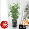 観葉植物 通販 ゲッキツ（シルクジャスミン） 8号 セラアート鉢 CR060008