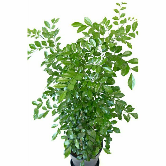 観葉植物 通販 ゲッキツ（シルクジャスミン） 8号 セラアート鉢 CR060008