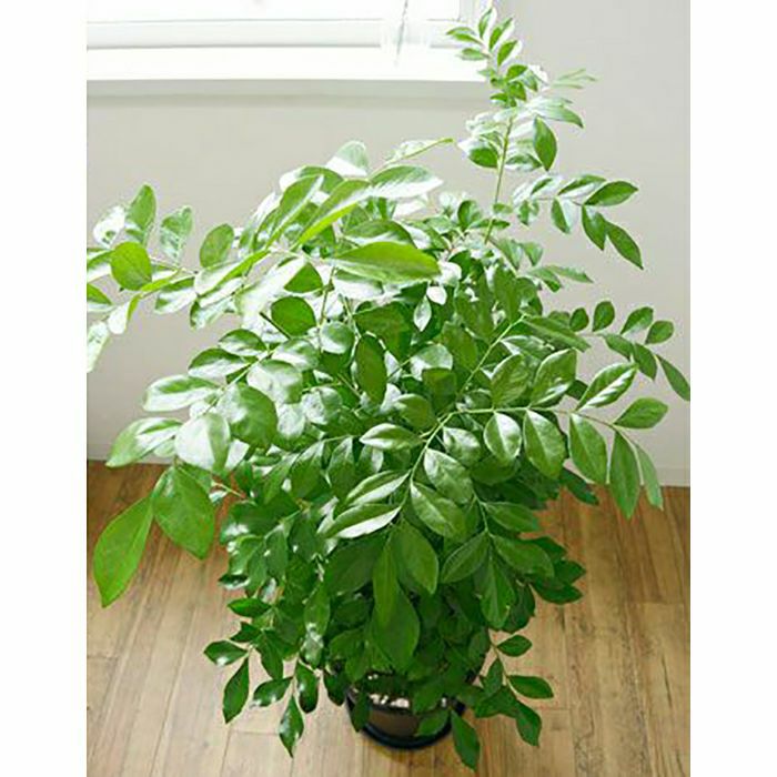 観葉植物 通販 ゲッキツ（シルクジャスミン） 8号 セラアート鉢 CR060008