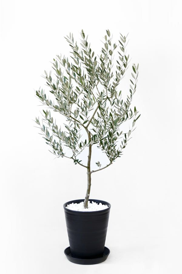 観葉植物 屋外用 オリーブ10号セラアート鉢cr