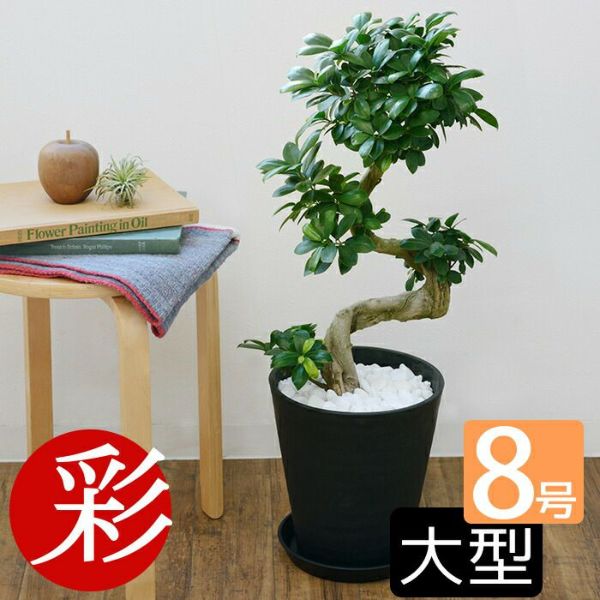 ☆人生大吉！幸福植物 ガジュマル 運気は昇り竜 S字曲がり ８号 h70cm - 観葉植物