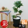 観葉植物 通販 ガジュマル（昇り竜） 8号 セラアート鉢 CR060009