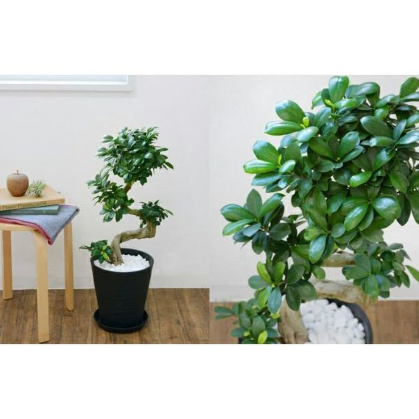 太ガジュマル 人気昇り龍 根を楽しむ植物 太ガジュマル 人気昇り龍 根を楽しむ植物 観葉植物