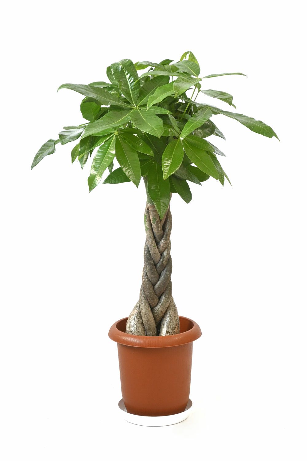観葉植物 パキラ 7号鉢