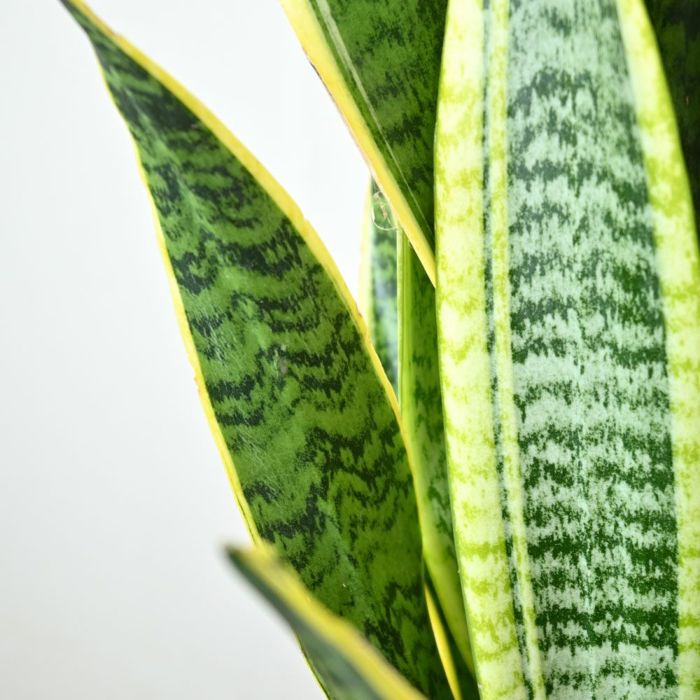 観葉植物 通販 サンスベリア・ローレンティー 7号鉢 【即日発送可・急なギフトに】 KM040002