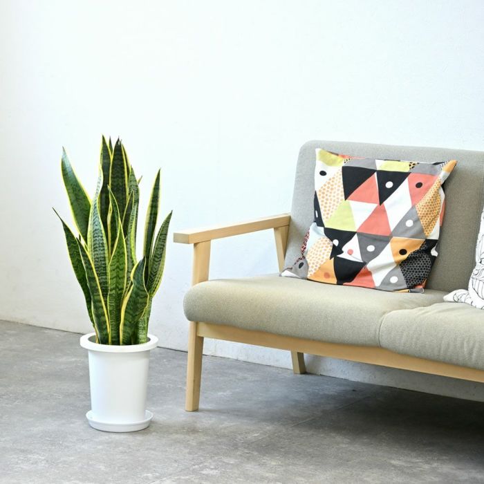 観葉植物 通販 サンスベリア・ローレンティー 7号鉢 【即日発送可・急なギフトに】 KM040002