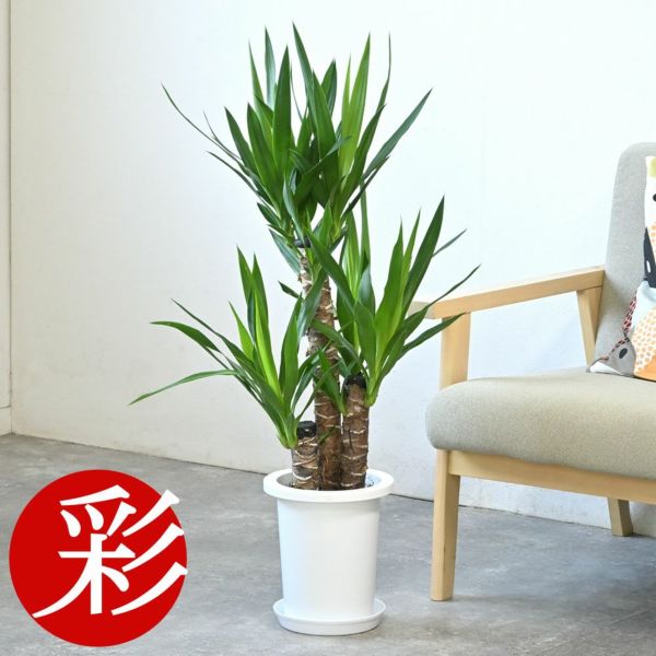 ユッカ・エレファンティペス 7号鉢 観葉植物