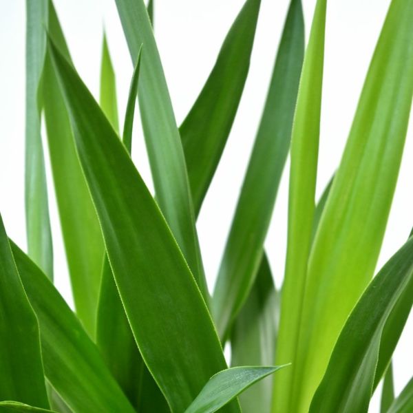 ユッカ・エレファンティペス 7号鉢 観葉植物 本物