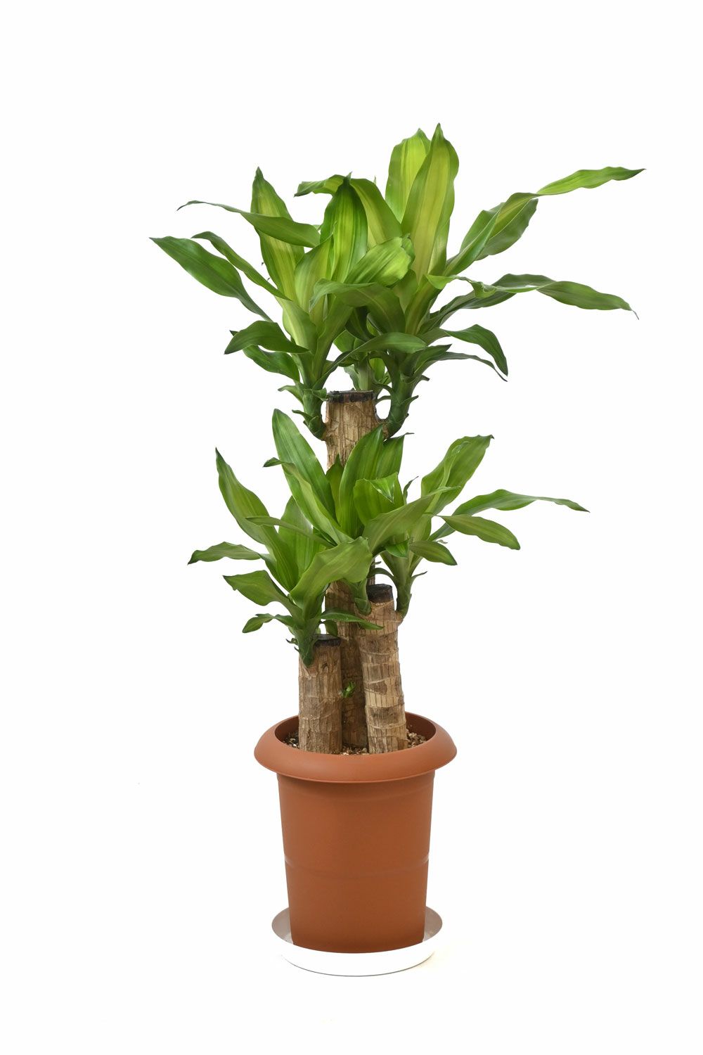 観葉植物 ドラセナ ワーネッキー レモンライム 7号鉢km