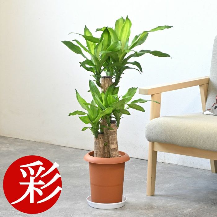 観葉植物 通販 幸福の木（ドラセナ・マッサンゲアナ） 7号鉢 【即日発送可・急なギフトに】 KM040005