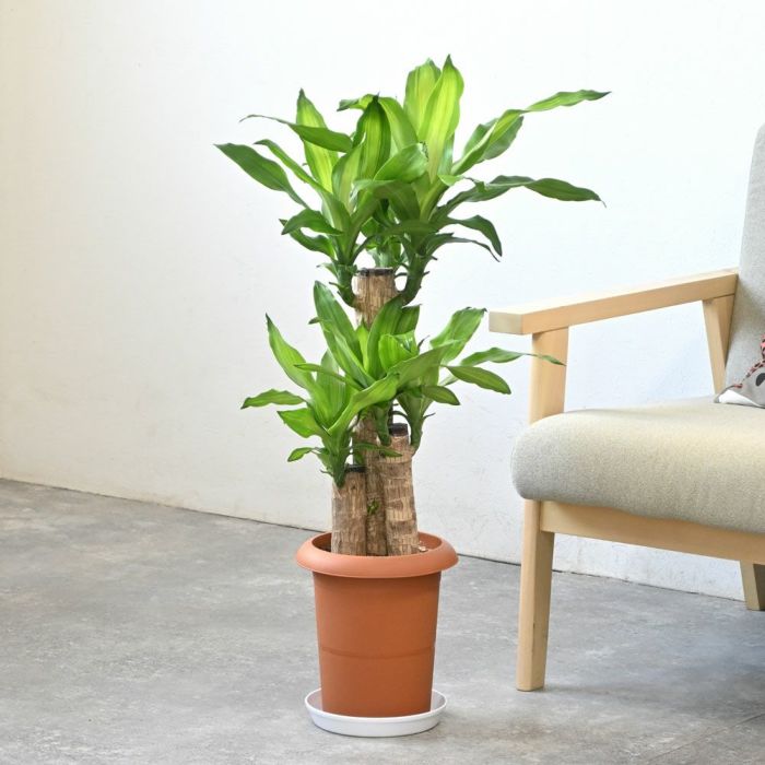 観葉植物 通販 幸福の木（ドラセナ・マッサンゲアナ） 7号鉢 【即日発送可・急なギフトに】 KM040005