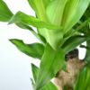 観葉植物 通販 幸福の木（ドラセナ・マッサンゲアナ） 7号鉢 【即日発送可・急なギフトに】 KM040005
