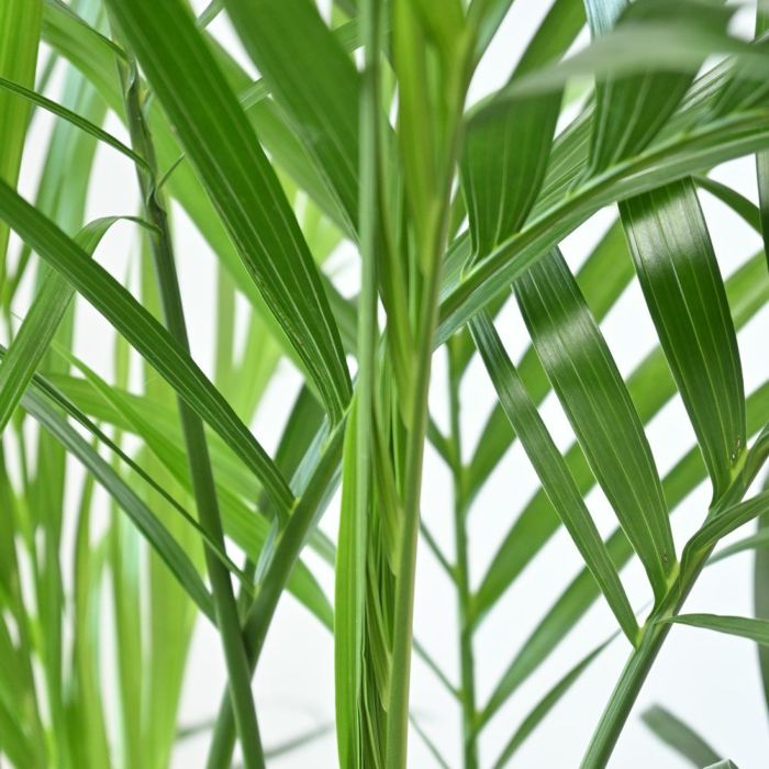 観葉植物 通販 メキシコ ケンチャヤシ 7号鉢 KM040009