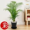 観葉植物 通販 アレカヤシ 6号 ラウンドポット セラアート鉢 CR040009