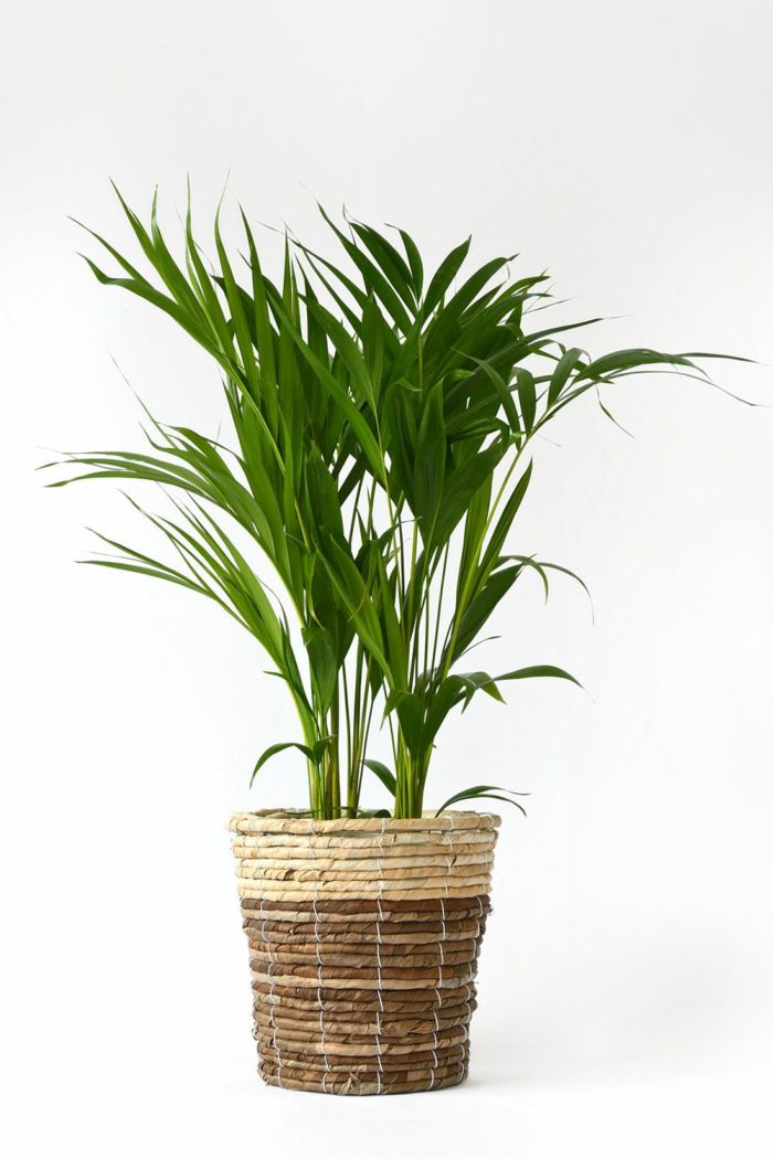 観葉植物 通販 アレカヤシ 6号鉢 鉢カバー付 KM039015