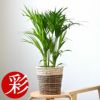 観葉植物 通販 アレカヤシ 6号鉢 鉢カバー付 KM039015