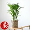 観葉植物 通販 アレカヤシ 6号鉢 鉢カバー付 KM039015