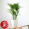 観葉植物 通販 アレカヤシ 6号鉢 鉢カバー付 KM039015