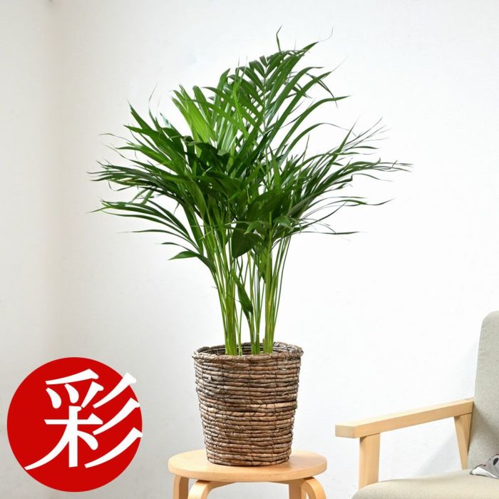 観葉植物 通販 アレカヤシ 6号鉢 鉢カバー付 KM039015