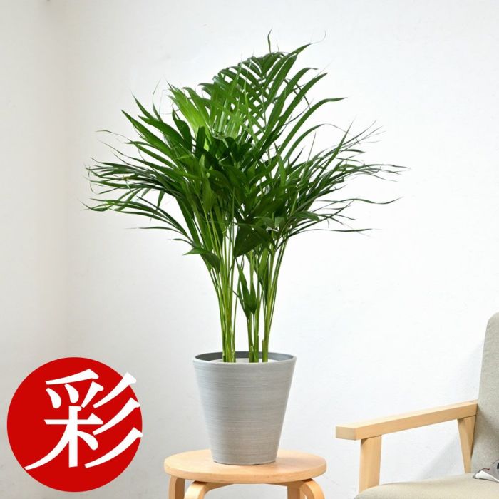観葉植物 通販 アレカヤシ 6号鉢 鉢カバー付 KM039015