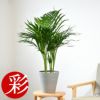 観葉植物 通販 アレカヤシ 6号鉢 鉢カバー付 KM039015