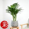 観葉植物 通販 アレカヤシ 6号鉢 鉢カバー付 KM039015