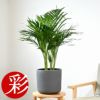 観葉植物 通販 アレカヤシ 6号鉢 鉢カバー付 KM039015