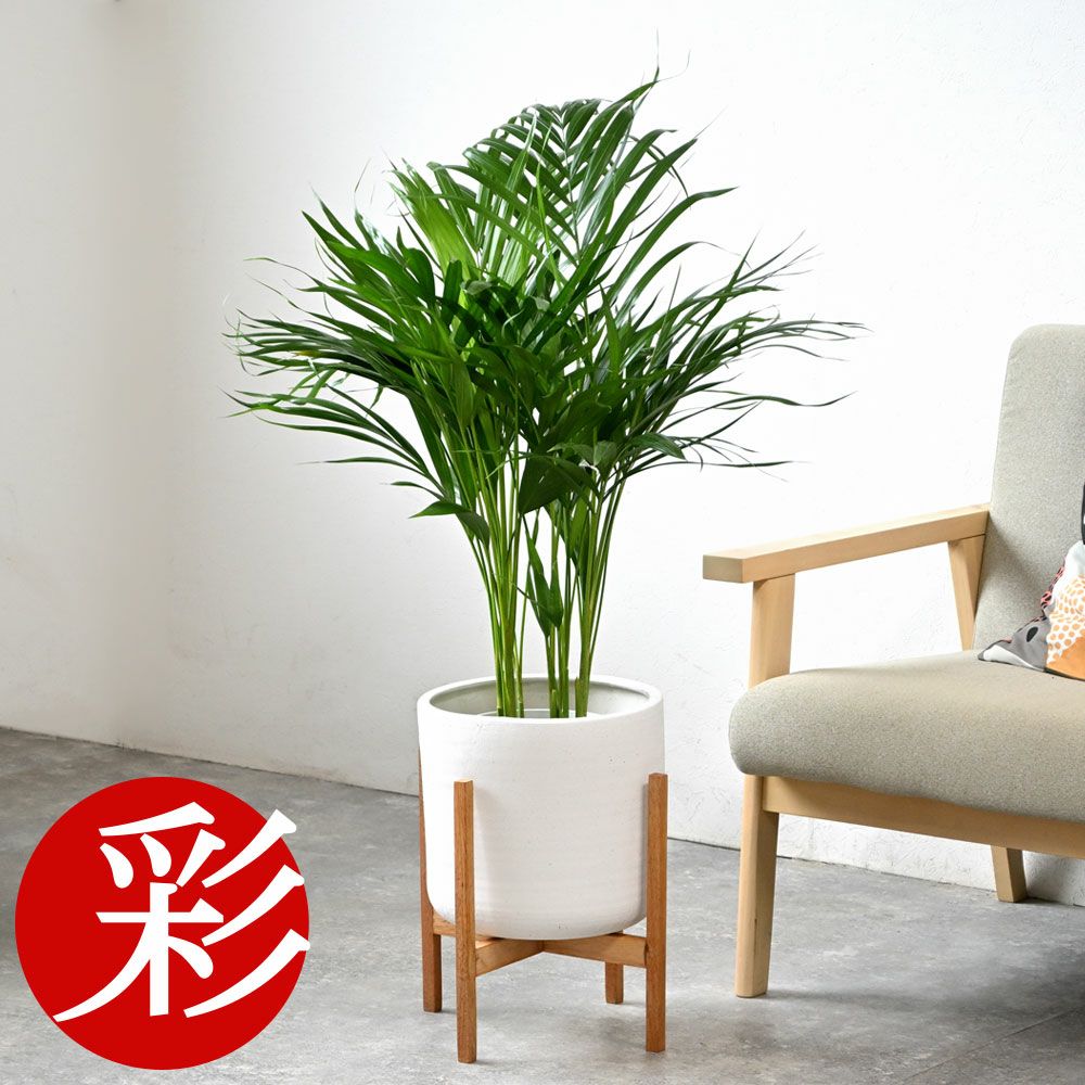 観葉植物 通販 アレカヤシ 6号鉢 鉢カバー付 KM039015