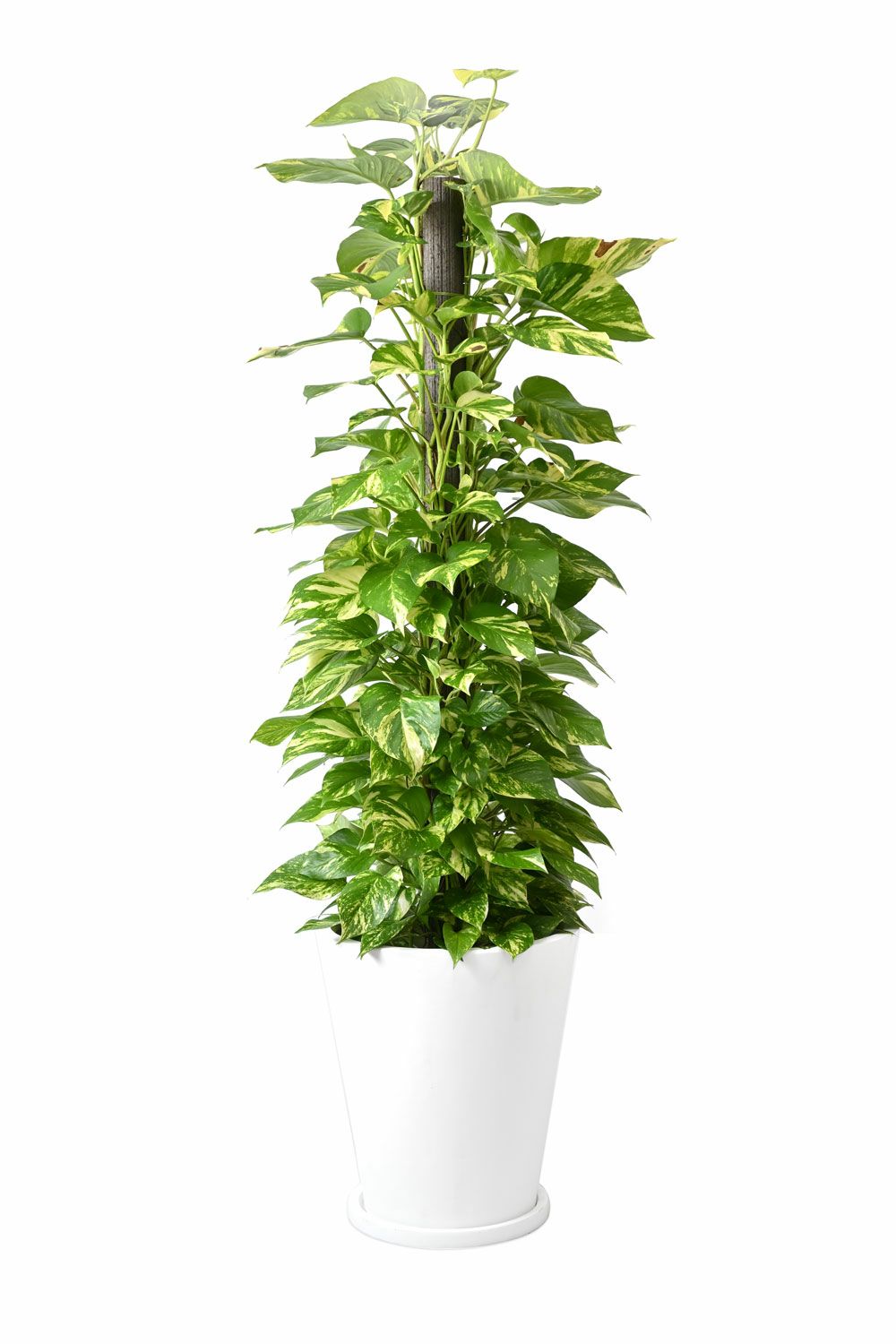 ハート形の葉の観葉植物を選ぶ