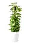 観葉植物 通販 ポトス ヘゴ仕立て 10号鉢 陶器（ファイバークレイ）鉢カバー付 KM300002