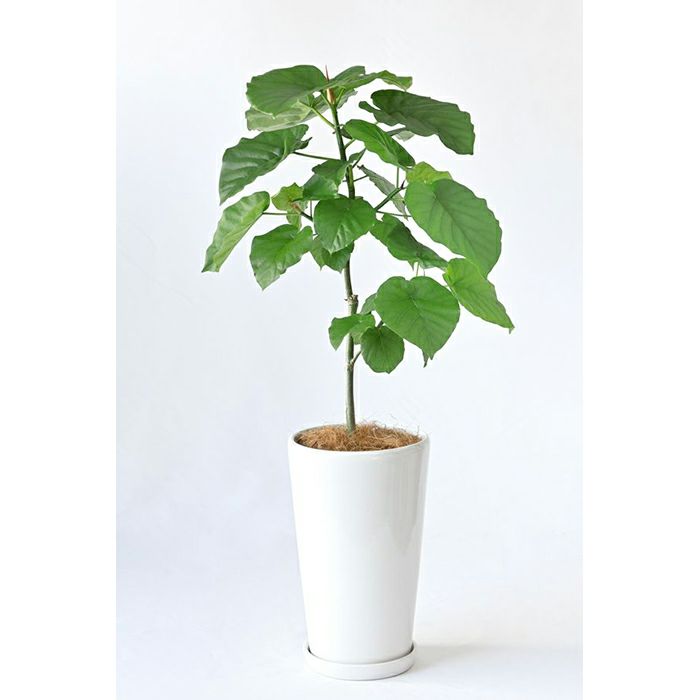 フィカス・ウンベラータ シャイニーホワイト ラウンドポット 観葉植物 本物