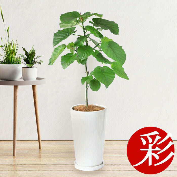 フィカス・ウンベラータ シャイニーホワイト ラウンドポット 観葉植物 本物