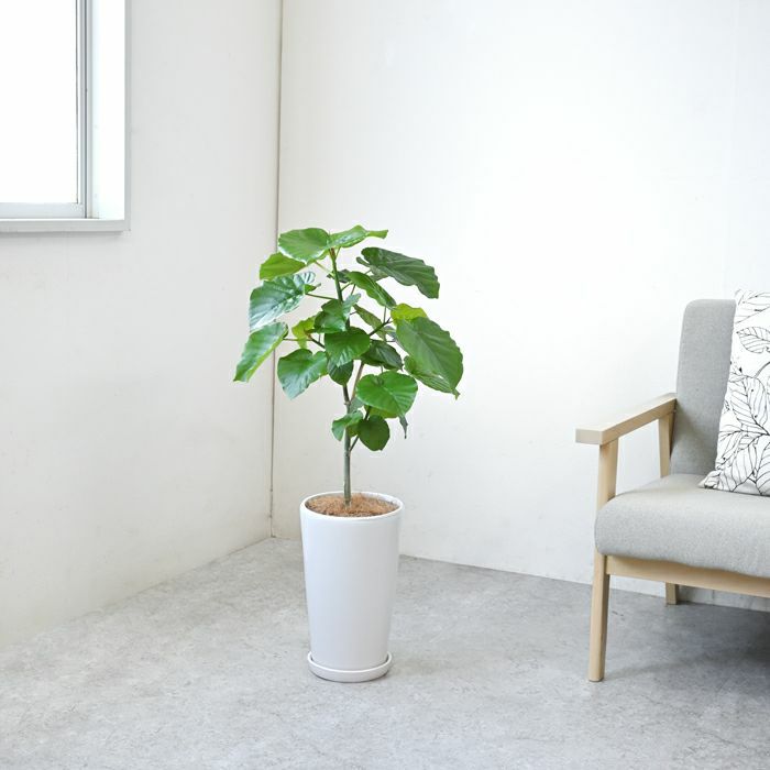 フィカス・ウンベラータ シャイニーホワイト ラウンドポット 観葉植物 本物
