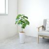 フィカス・ウンベラータ シャイニーホワイト ラウンドポット 観葉植物 本物