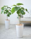 フィカス・ウンベラータ シャイニーホワイト ラウンドポット 観葉植物 本物