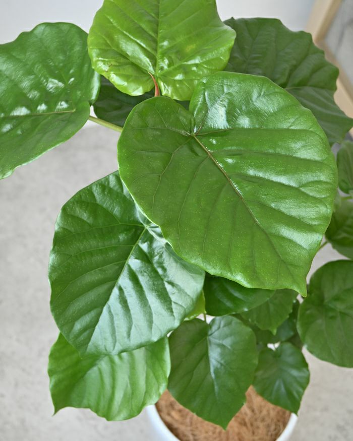 フィカス・ウンベラータ シャイニーホワイト ラウンドポット 観葉植物 本物