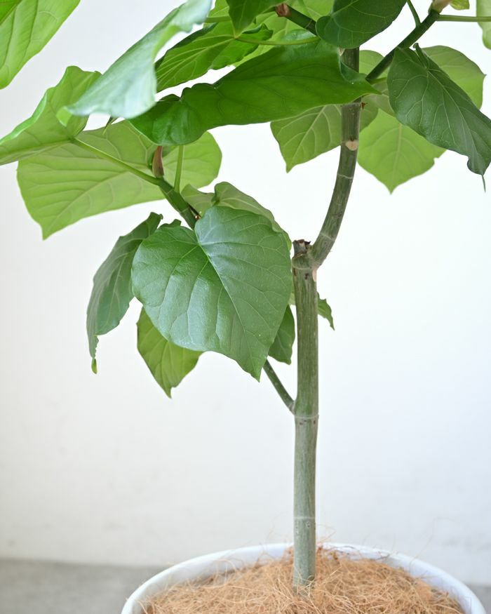 フィカス・ウンベラータ シャイニーホワイト ラウンドポット 観葉植物 本物