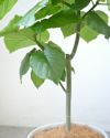 フィカス・ウンベラータ シャイニーホワイト ラウンドポット 観葉植物 本物