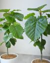 フィカス・ウンベラータ シャイニーホワイト ラウンドポット 観葉植物 本物
