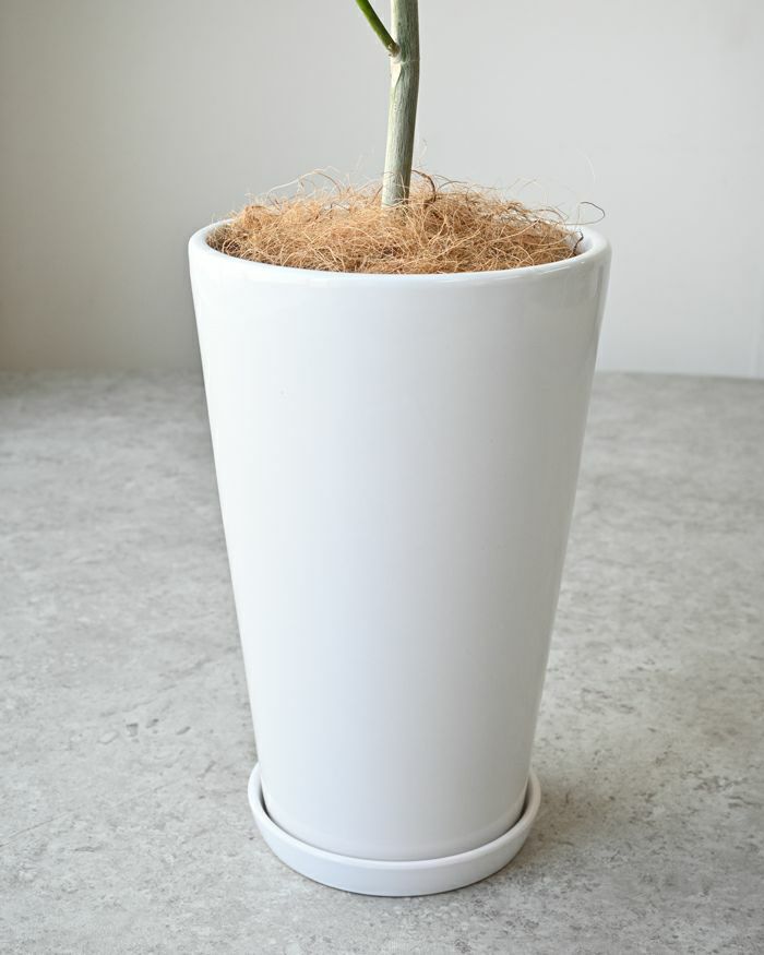 フィカス・ウンベラータ シャイニーホワイト ラウンドポット 観葉植物 本物