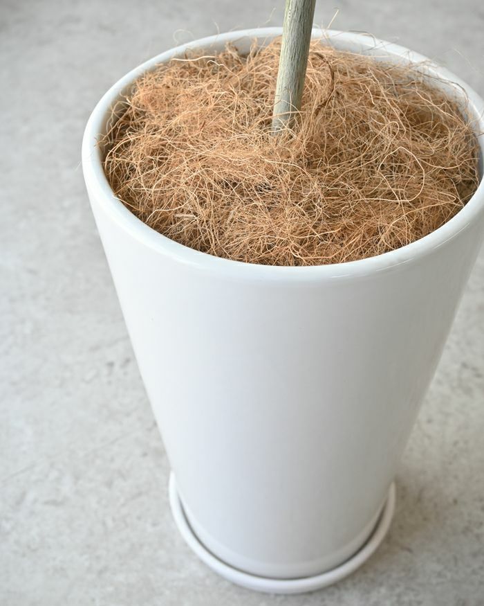 フィカス・ウンベラータ シャイニーホワイト ラウンドポット 観葉植物 本物